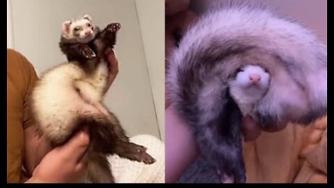Are FERRETS FUNNIER than CATS & DOGS? See for yourself!xg