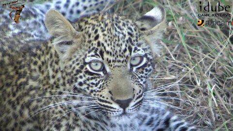 Leopard And Cub - Life Outside The Bushcamp - 25: New Meal, Same Spot!
