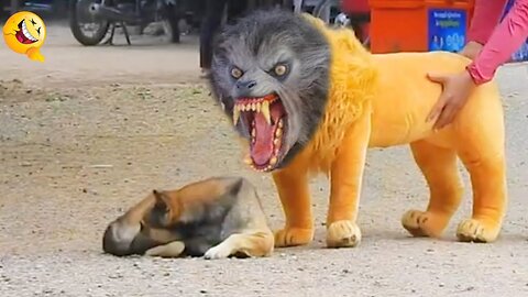 Troll Prank Dog Funny & Fake Lion and Fake Tiger Prank To Dogs .