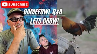 You GOT QUESTIONS We Got Answers / Gamefowl Gamefarm Q&A