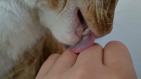 Many licks no bite