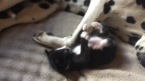 Kittens play while their Dalmatian babysitters nap