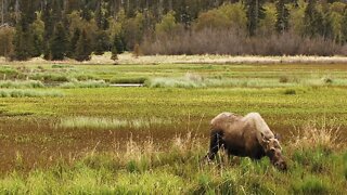 Moose in Marshland Alone