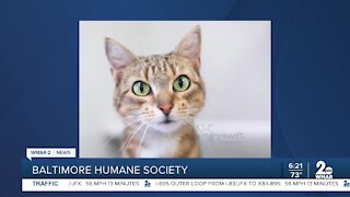 Pru and Putty the cats are up for adoption at the Baltimore Humane Society