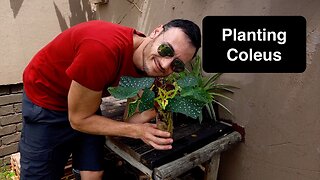 How I planted up my varieties of Coleus Cuttings