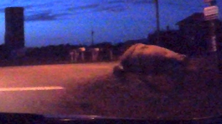 Man and his grandmother encounter bull casually standing at roadside
