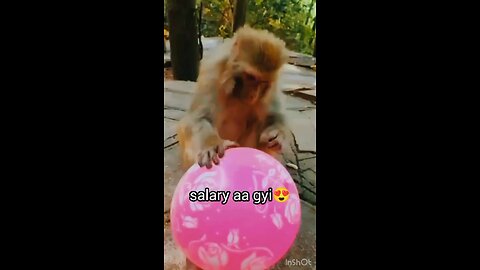 Salary | Funny moments | Funny animals