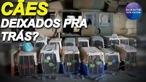 Cães de serviço abandonados em Cabul?; Talibā desfila com tanques de guerra dos EUA