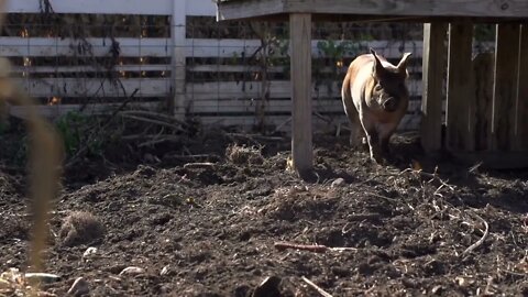 Pig running at camera in slow motion