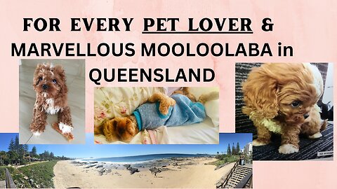 FOR EVERY PET LOVER & MARVELLOUS MOOLOOLABA IN QUEENSLAND