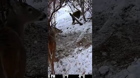 Porcupine And White Tail Buck