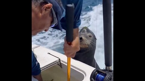 Sea lion wants the bigger fish.. 😂