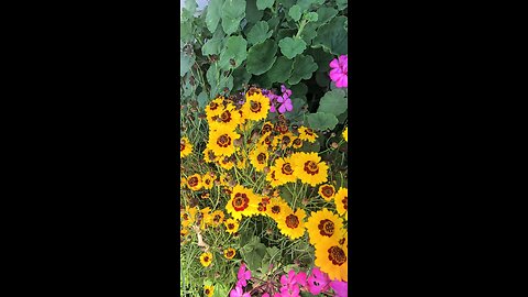 super slow motion catches flying insect in wildflowers