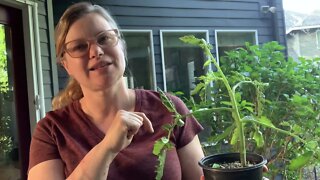 How to prune your tomato plants