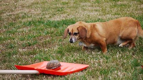 Dog extremely cautious of harmless turtle