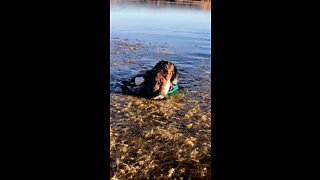 DACHSHUND DUCK 🦆 HUNTING - Peppa retrieves duck thru thick weeds and ice