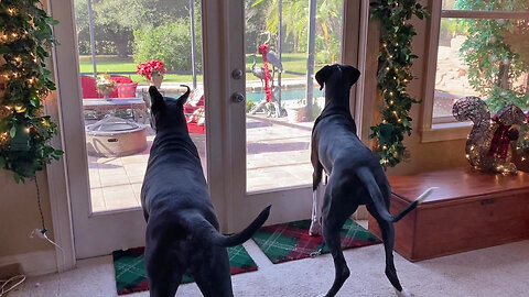 Funny Bouncing Great Danes Watch Squirrel Escape From Inside Lanai