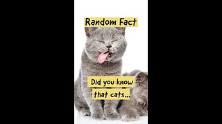 Like and Follow to discover more funny facts about our furry feline friends! #catfacts #catlover