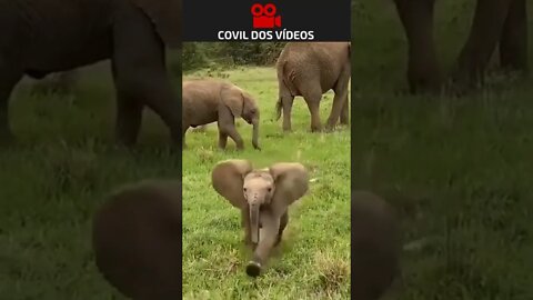 bebê elefante brincando