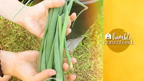 How to Dry and Preserve Green Onions…