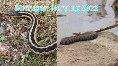 Michigan Herping 2022!!! Lots of snakes!!