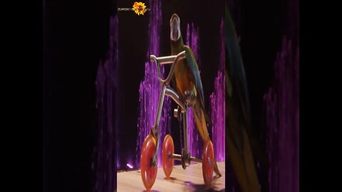🔰 Performance Show | Papagaio Circense| Papagaio Andando de Triciclo | 2021 | #Shorts