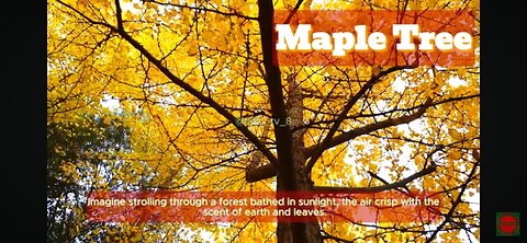 🍁All About Maple Trees🍁