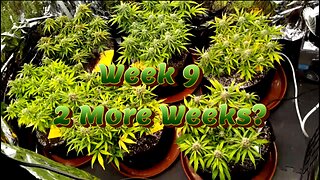 Week 9 Auto Flower Grow (Mid-Flower) [Fox Farm, Mephisto, Ethos]