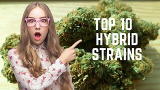 Top 10 Hybrid Strains Of Marijuana