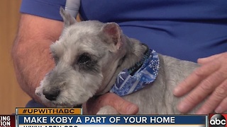 Meet Koby, the Jan. 1, 2017 Rescues in Action star