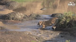 African Wildlife | Timid Lion Cubs Afraid To Cross The Stream (Introduced By The Bobience)