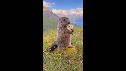 Cute wild marmots playing in Nature | Cute Marmots | Pets 2.O Animals