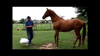 Working With Fearful Horse Named Chili - First Time - Part 1 of 5