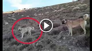 Kangal Dogs Mission
