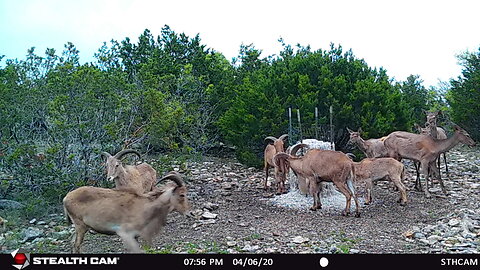 Wildlife Cottonseed feeder