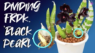 Dividing Fredclarkeara After Dark 'Black Pearl' | How To Chat | Set up | Update 'Jack of Diamonds'