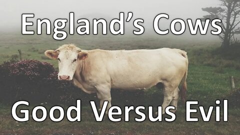 England's cows Good Versus Evil