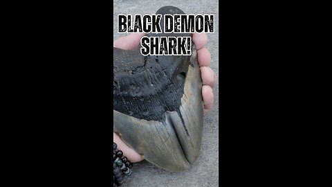 🌊🦈 Unveiling the Depths: The Black Demon Shark of Baja Mexico 🌌