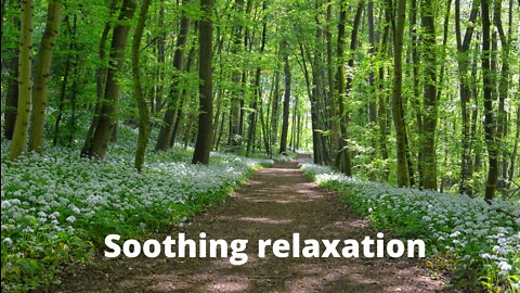 3 Hours of Beautiful Relaxing music