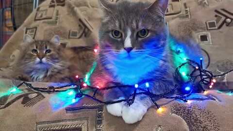 The Cats Covered with Christmas Lights | Amazing Video