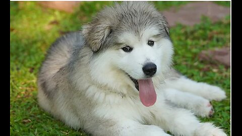 Cute Dogs, Baby Alaskan Malamute, funny dogs