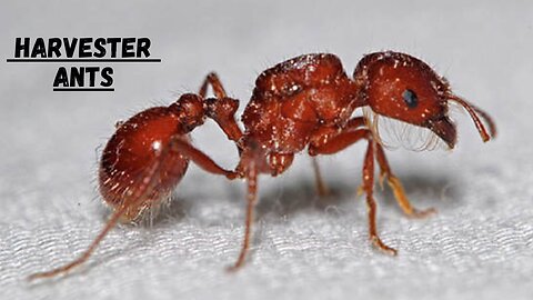 Harvester Ants Queen II Harvester Ants