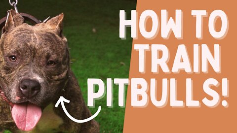 How toTrain Pitbulls