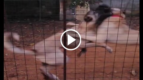 Young Kangal Dogs Vs