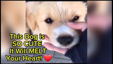 This Dog is SO CUTE It Will MELT Your Heart! ❤️