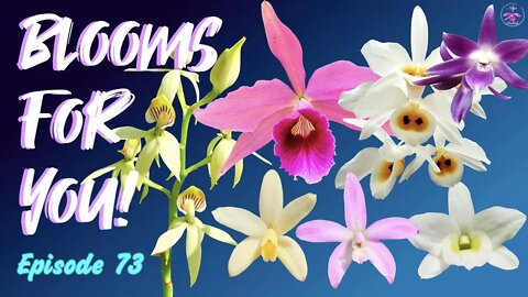 Orchid Updates | Orchid Bloom Dedications | Orchid Blooms for YOU! Episode 73 🌸🌺🌼#OrchidsinBloom