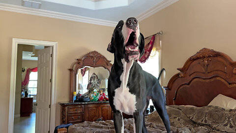 Funny Sassy Great Dane Throws Temper Tantrum Bouncing On The Bed