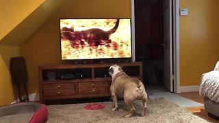 Bulldog Calls For Backup When Hyenas Appear On TV