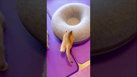 FUNNY CUTE KITTEN - Tiktok Compiled #Shorts