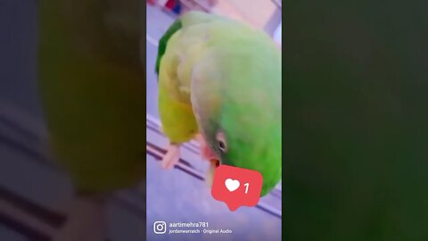 lovely parrot eating gavava